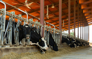 Row of cows eating hay in cowshed on dairy farm
