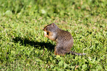 Cute Ground Squirrel eating food close-up 