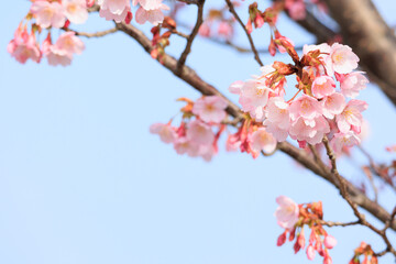 青空と蜂須賀桜