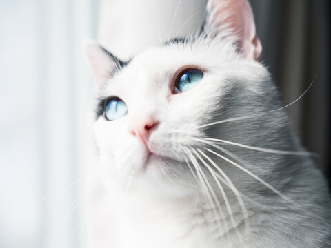 White Cat Blue Eyes Images – Browse 114,219 Stock Photos, Vectors, and  Video | Adobe Stock