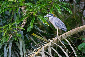 The Yellow-crowned Night-Heron perches high in a tree to observe its surroundings in a remote neotropical region of Costa Rica