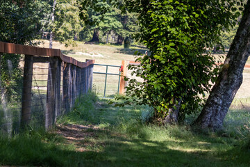 wooden fencing along field path in summer