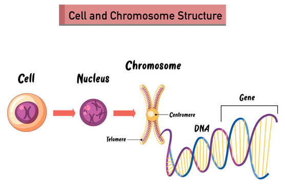 Cell and Chromosome Structure infographic