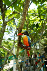 A brightly colored stucco bird (kingfisher) hangs on a branch of a frangipani tree. The fake bird is a popular garden decoration for its durability and beauty.
