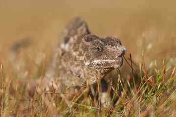 Chameleon Between wild Plants