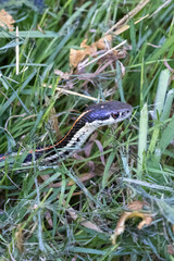 small striped snake in tall summer grasses