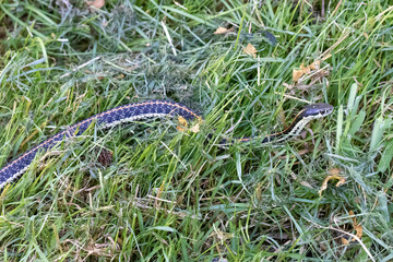 small striped snake in tall summer grasses
