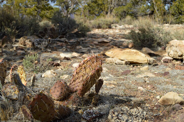 Cactus with long needles in red pink yellow tones in in rocky textured ground at Grand Canyon National Park South Rim Trail.