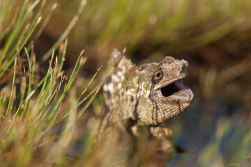 Chameleon Between wild Plants
