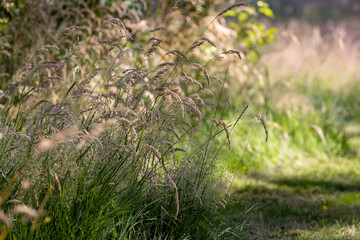 bright sun shining through tall grass at a park