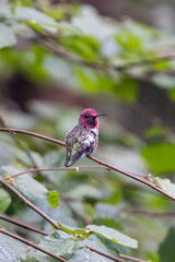 small pink headed humming bird perched on a branch