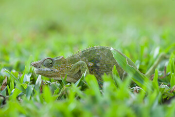 Chameleon Between wild Plants