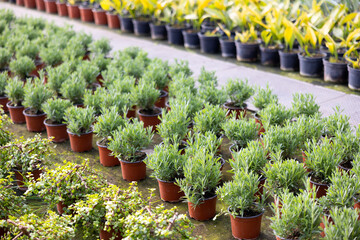 View of decorative juniper growing in pots in a greenhouse