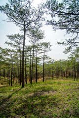 Amazing landscape of Da Lat city, Vietnam