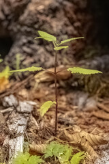 small plant sprouting out of the undergrowth