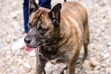 large dog on leash being walked in outdoor setting