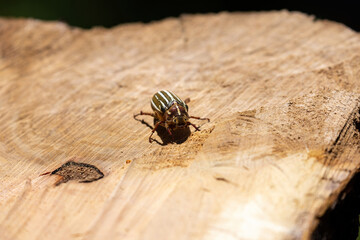 10 lined june beetle crawling on large stump - obrazy, fototapety, plakaty