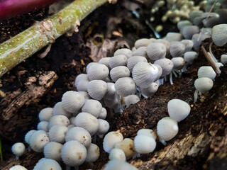 Coprinellus disseminatus mushrooms in the wild, fairy inkcap ( Blurred background image grain ) 