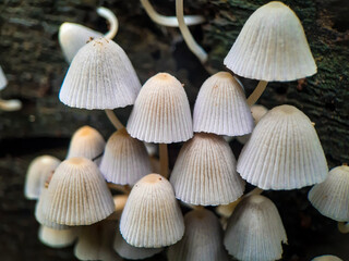 Coprinellus disseminatus mushrooms in the wild, fairy inkcap ( Blurred background image grain ) 