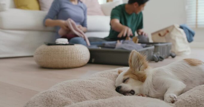 Relax safe pet lover family get away ready to get back to road trip. Asia people man woman choose clothing with love smile happy plan enjoy sit laugh fun folding stuff stack open and neat bag at home.