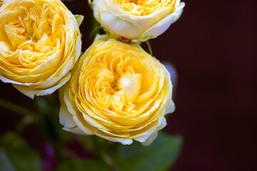 Peony-shaped roses buds. Beautiful yellow Austin roses bouquet. Amazing flowers with delicate petals view from above in florist's store. Greeting card for birthday, Mother's Day, anniversary, March 8.