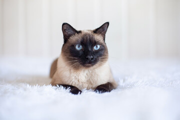 Beautiful Siamese cat with blue eyes. Purebred pet at home on a white bed.