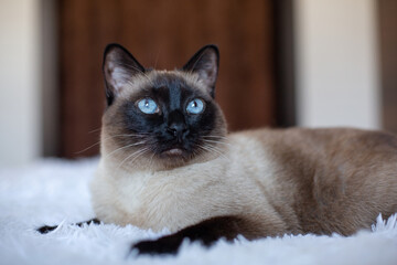 Beautiful Siamese cat with blue eyes. Purebred pet at home on a white bed.
