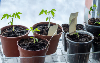 Solanum lycopersicum: tomato seedlings grow in a pot at home on window