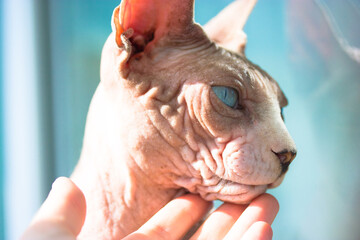 A woman's hand stroking bald leather naked cat. A muzzle of a purebred Canadian Sphynx cat with...