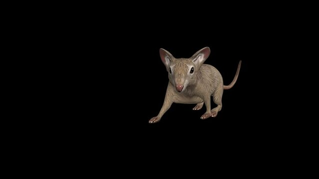 3D mouse animation video mapping footage.