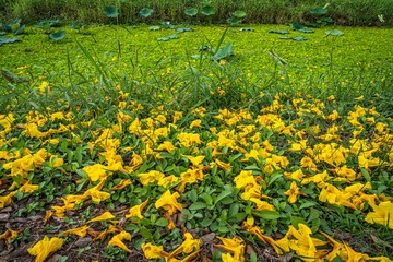 Beautiful blooming Yellow Golden Tabebuia Chrysotricha flowers of the Yellow Trumpet that are blooming fallen down wilted on the ground grass with the park in the garden background in Thailand.