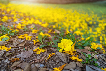 Beautiful blooming Yellow Golden Tabebuia Chrysotricha flowers of the Yellow Trumpet that are blooming fallen down wilted on the ground grass with the park in the garden background in Thailand.