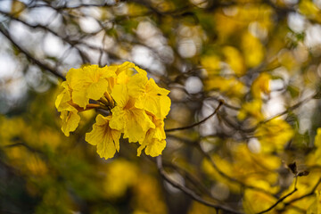 Beautiful blooming Yellow Golden Tabebuia Chrysotricha flowers of the Yellow Trumpet that are blooming with the park in spring day in the garden background in Thailand.