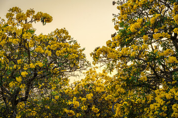 Beautiful blooming Yellow Golden trumpet tree or Tabebuia are blooming with the park in spring day in the garden and sunset blue sky background in Thailand.