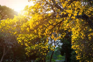 Beautiful blooming Yellow Golden trumpet tree or Tabebuia are blooming with the park in spring day...