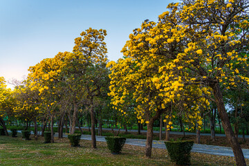 Beautiful blooming Yellow Golden trumpet tree or Tabebuia aurea roadside of the Yellow that are blooming with the park in spring day in the garden and sunset sky background in Thailand.