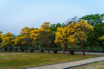 Naklejka premium Beautiful blooming Yellow Golden trumpet tree or Tabebuia aurea roadside of the Yellow that are blooming with the park in spring day in the garden and sunset sky background in Thailand.
