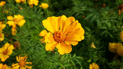 Orange Signet marigold or Tagetes tenuifolia Flower is winter Flower.