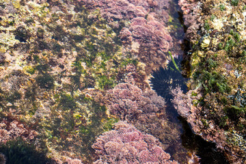 Ocean life visible under the sea water in the South coast of South Africa