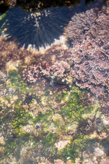 Ocean life visible under the sea water in the South coast of South Africa