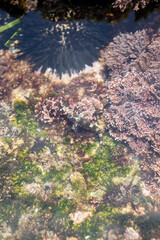 Ocean life visible under the sea water in the South coast of South Africa