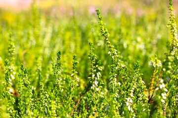 Decorative green Calluna vulgaris Velvet Fascination. Evergreen small shrub blooming with small white flowers in spring. Flowering plant family Ericaceae in heather garden, alpinarium, flowerbed, lawn