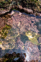 Ocean life visible under the sea water in the South coast of South Africa