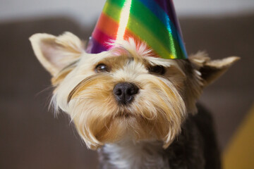 Portrait of a funny brown dog with a colorful holiday hat on head. Yorkshire Terrier doggy with cap. Concept of celebrating pet's birthday, New Year, Christmas, anniversary. Party with animals at home