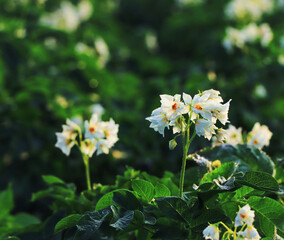 Potato flowers are beautiful white with yellow centers.