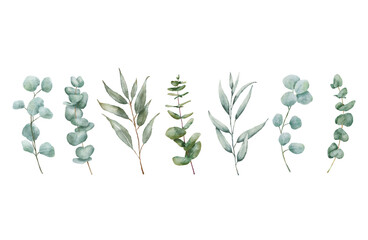 Watercolor Eucaliptus branches drawing set. Hand drawn illustration with eucalyptus leaves isolated on white background. Floral herbal collection of green plants