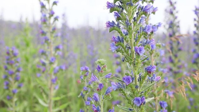 blue aromatic flower bloom of Agastache garden herb from hyssop and mint family. Nature floral background close up