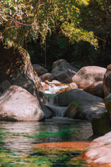 Fototapeta premium river in the forest