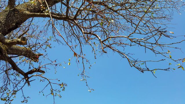 Low angle rotating shot in timelapse of a tree and branches silhouette during autumn season like lungs and veins with leaves falling at daytime.