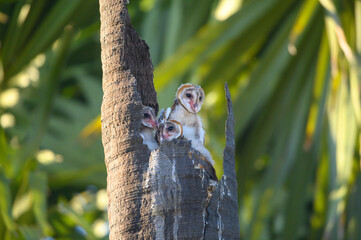 The baby of the bird is cute , Barn owl